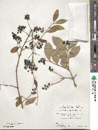 Ligustrum obtusifolium image