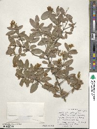 Ligustrum obtusifolium image