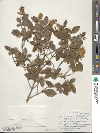 Ligustrum obtusifolium image