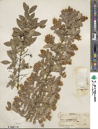 Ligustrum obtusifolium image