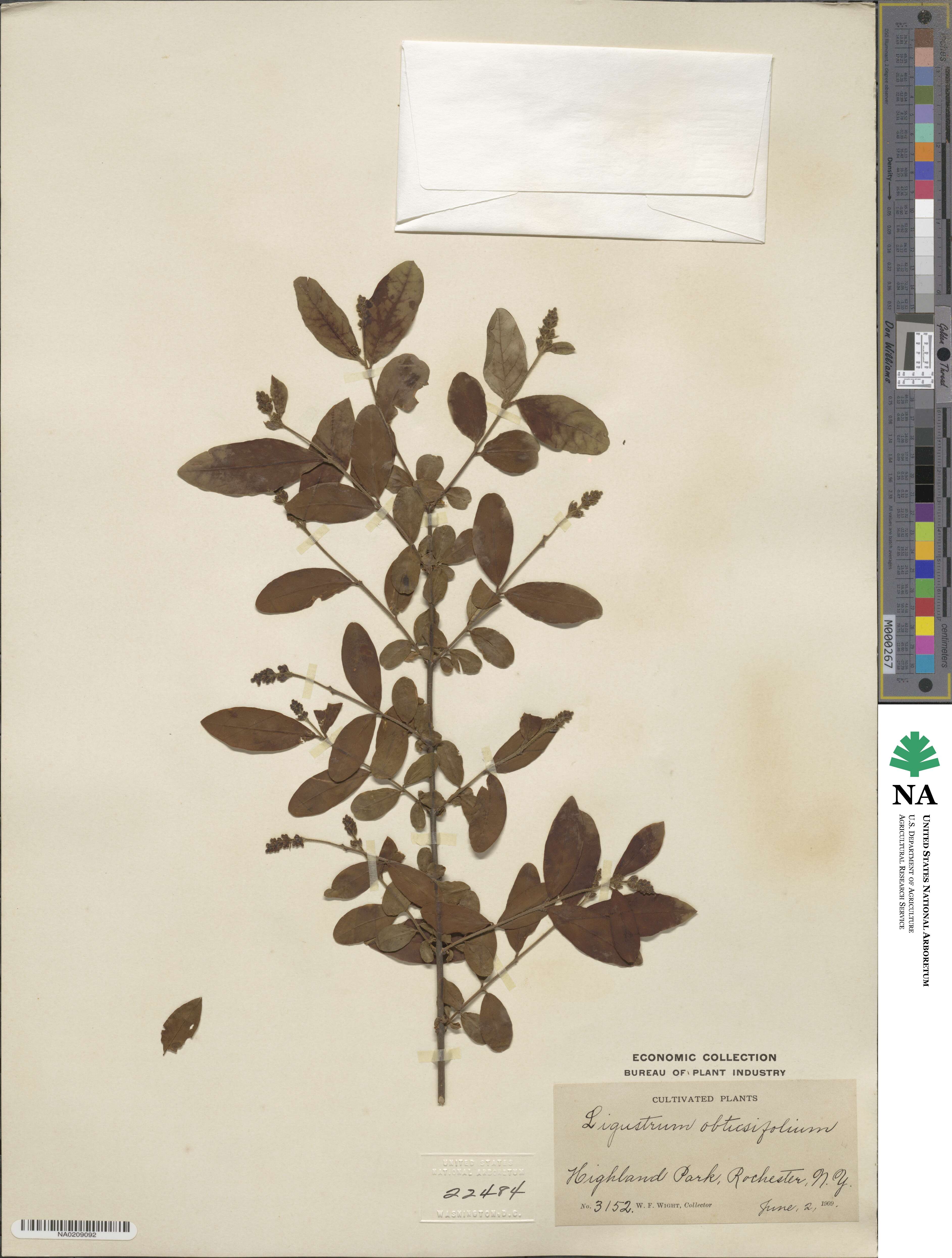Ligustrum obtusifolium image