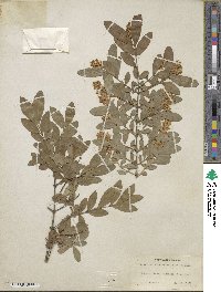 Ligustrum obtusifolium image