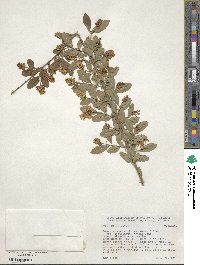 Ligustrum obtusifolium subsp. obtusifolium image