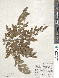 Ligustrum obtusifolium subsp. obtusifolium image