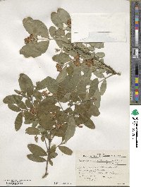 Ligustrum obtusifolium image