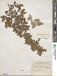 Ligustrum obtusifolium image