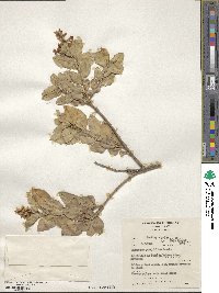 Ligustrum ovalifolium image