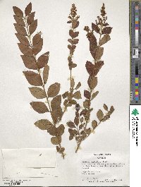 Ligustrum ovalifolium image