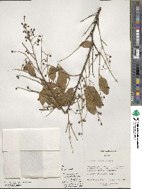 Ligustrum ovalifolium image