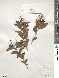 Ligustrum ovalifolium image