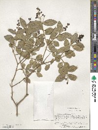 Ligustrum ovalifolium image