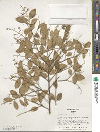 Ligustrum ovalifolium image