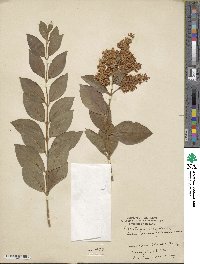 Ligustrum ovalifolium image