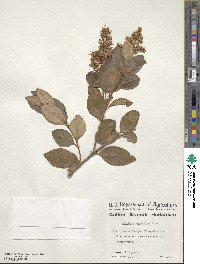 Ligustrum ovalifolium image