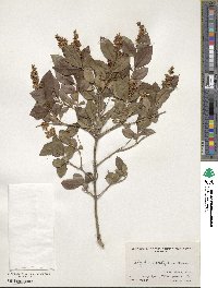 Ligustrum ovalifolium image