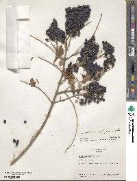 Ligustrum ovalifolium image