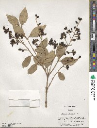 Ligustrum ovalifolium image