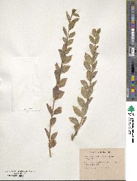 Ligustrum ovalifolium image