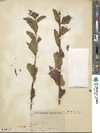 Ligustrum ovalifolium image