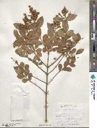 Ligustrum ovalifolium image