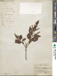 Ligustrum ovalifolium image