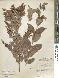 Ligustrum ovalifolium image