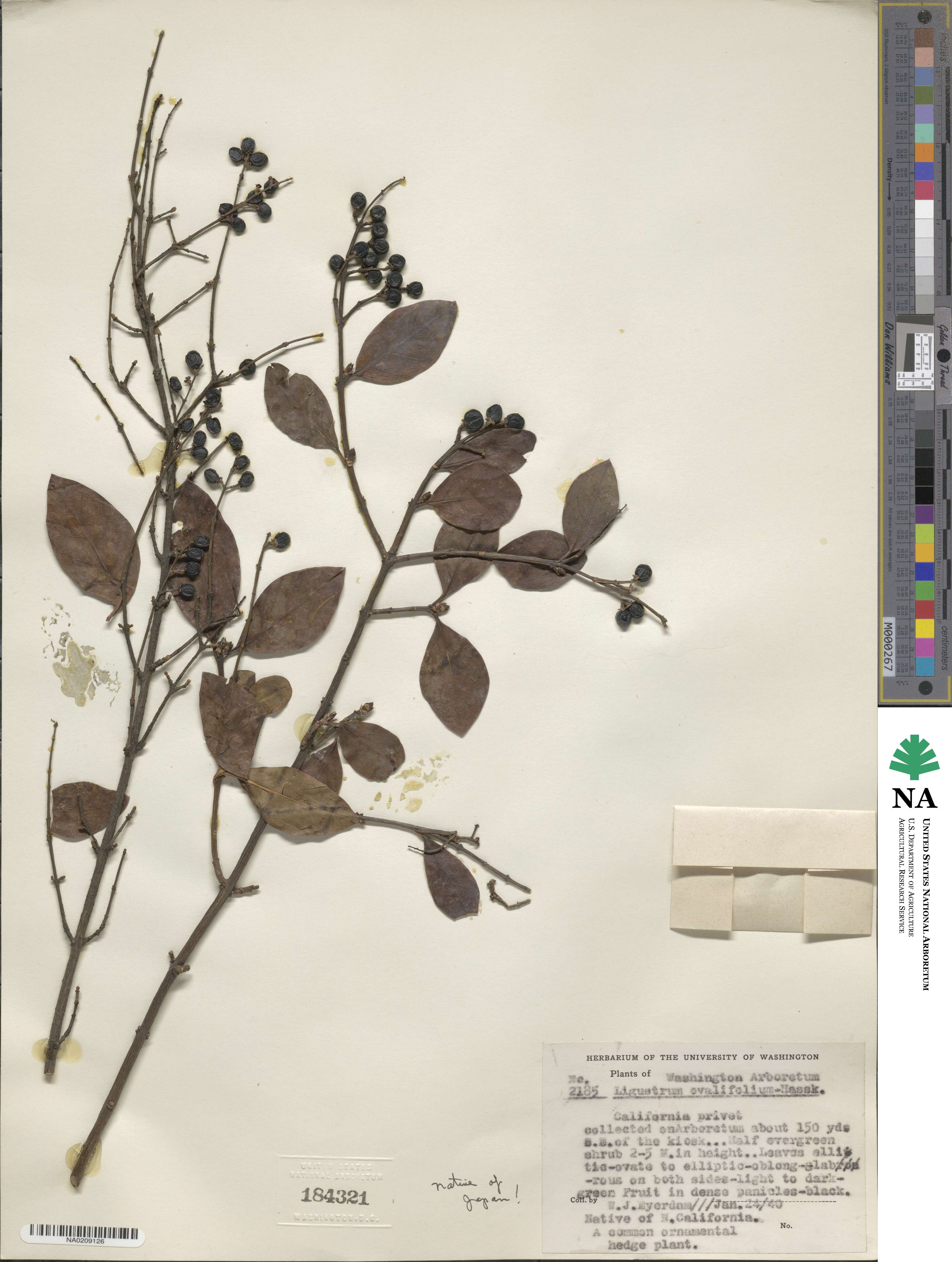 Ligustrum ovalifolium image