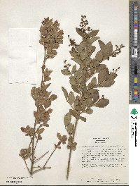 Ligustrum ovalifolium var. ovalifolium image