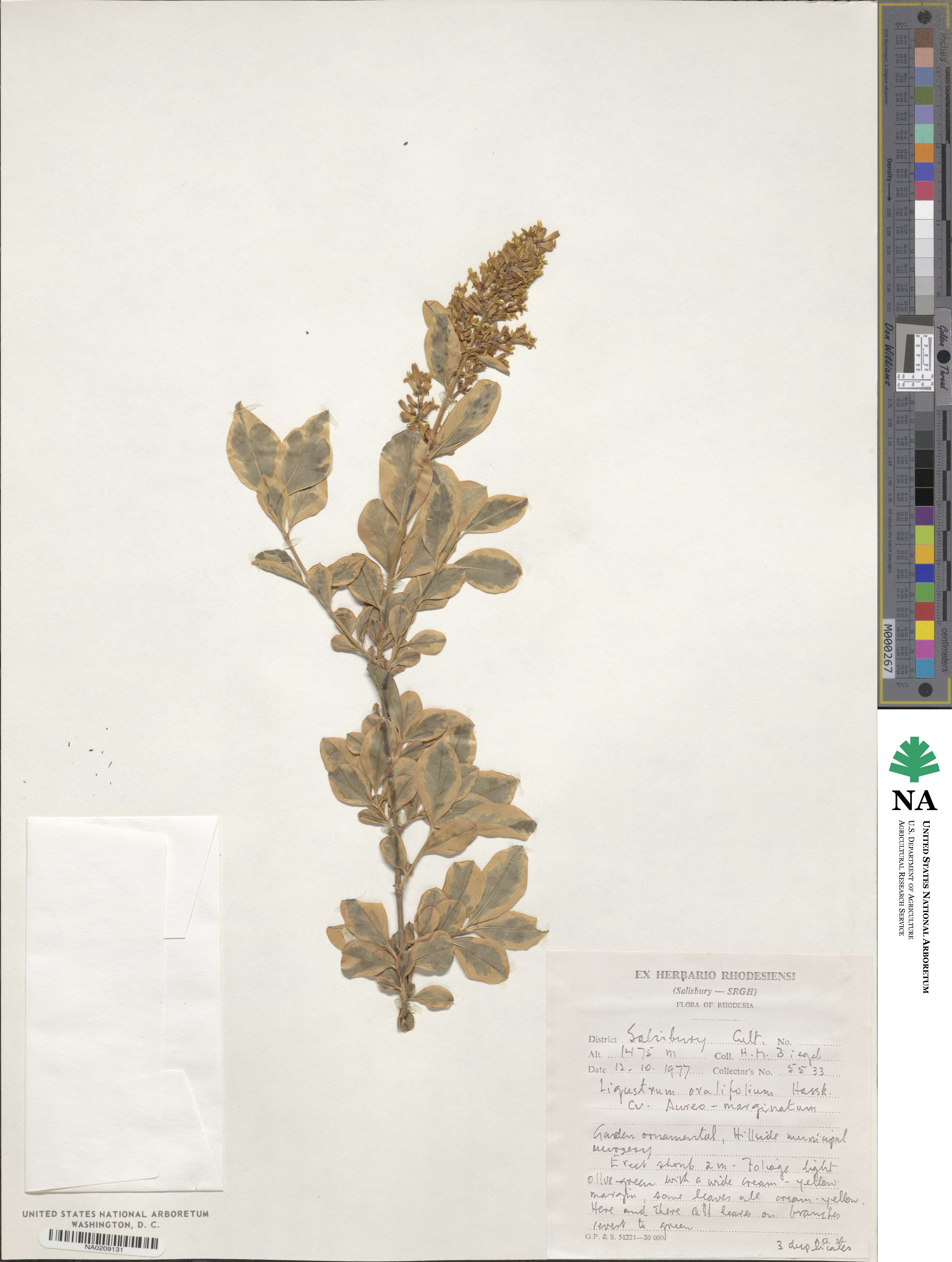 Ligustrum ovalifolium image