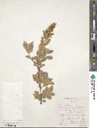 Ligustrum ovalifolium image