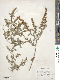 Ligustrum quihoui image