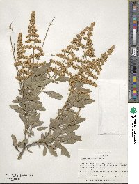 Ligustrum quihoui image