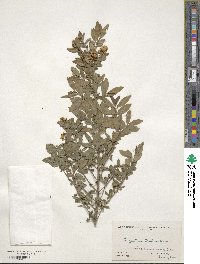 Ligustrum quihoui image