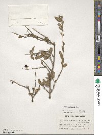 Ligustrum quihoui image