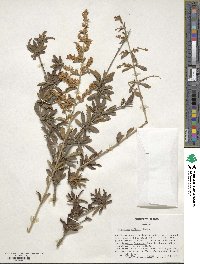 Ligustrum quihoui image