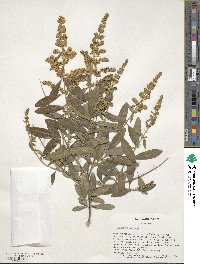 Ligustrum quihoui image