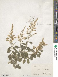 Ligustrum quihoui image