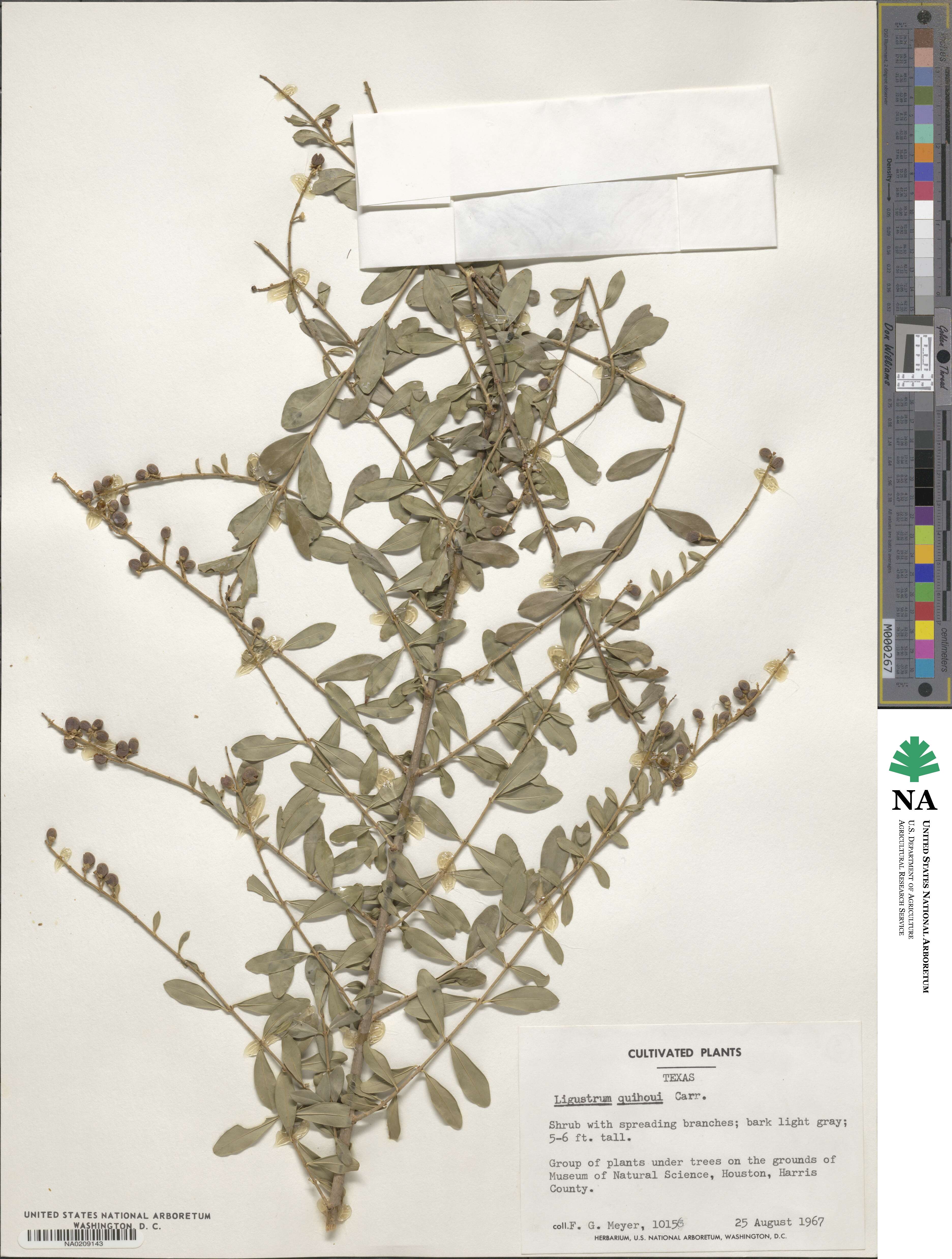 Ligustrum quihoui image