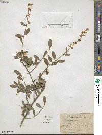 Ligustrum quihoui image