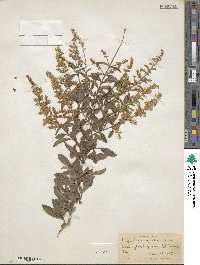 Ligustrum quihoui image