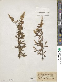 Ligustrum quihoui image