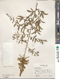 Ligustrum quihoui image