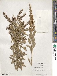 Ligustrum quihoui image