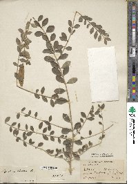 Ligustrum quihoui image