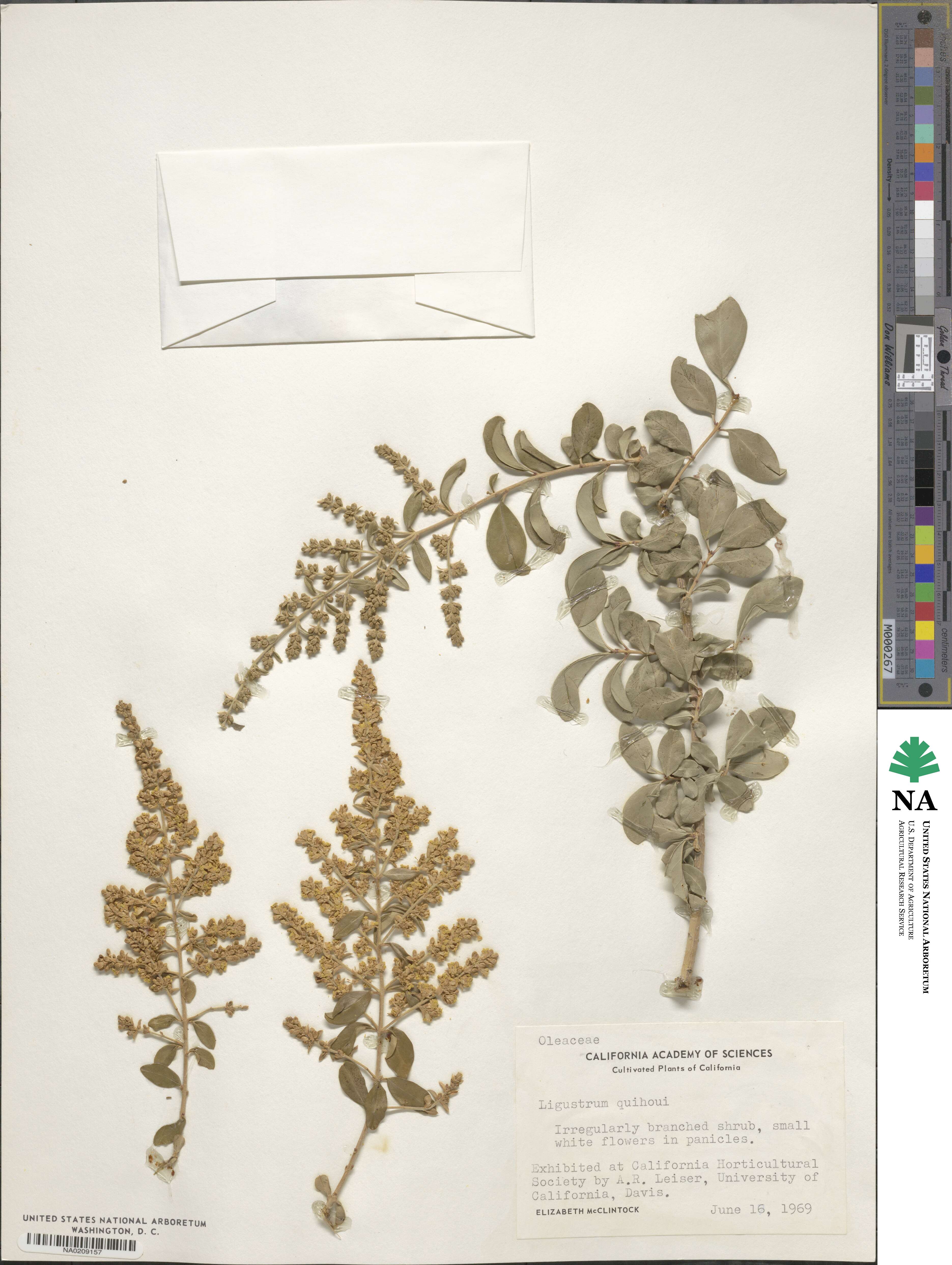 Ligustrum quihoui image
