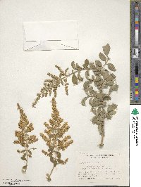 Ligustrum quihoui image