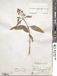 Ligustrum robustum image