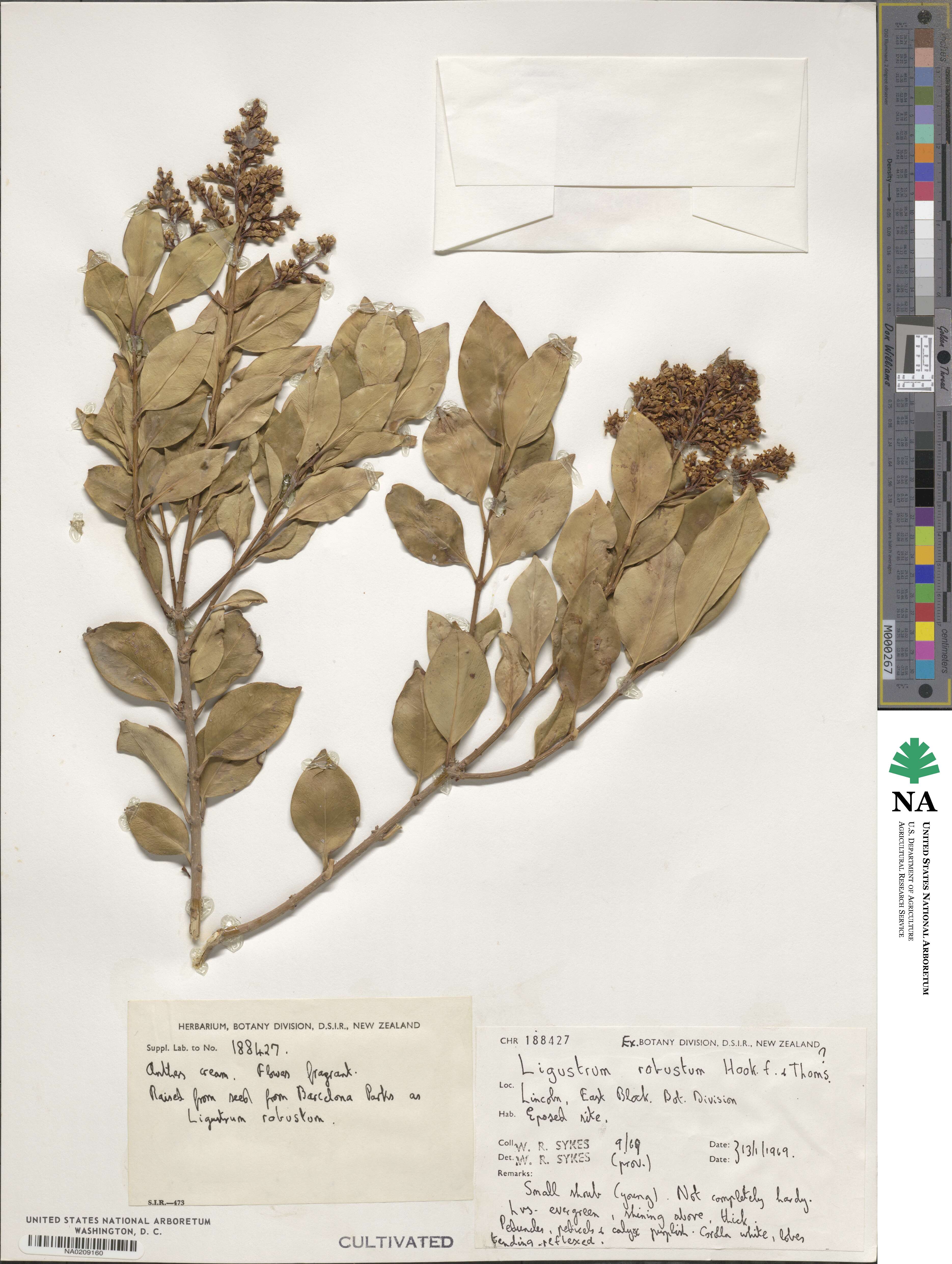 Ligustrum robustum image