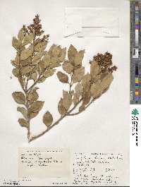 Ligustrum robustum image