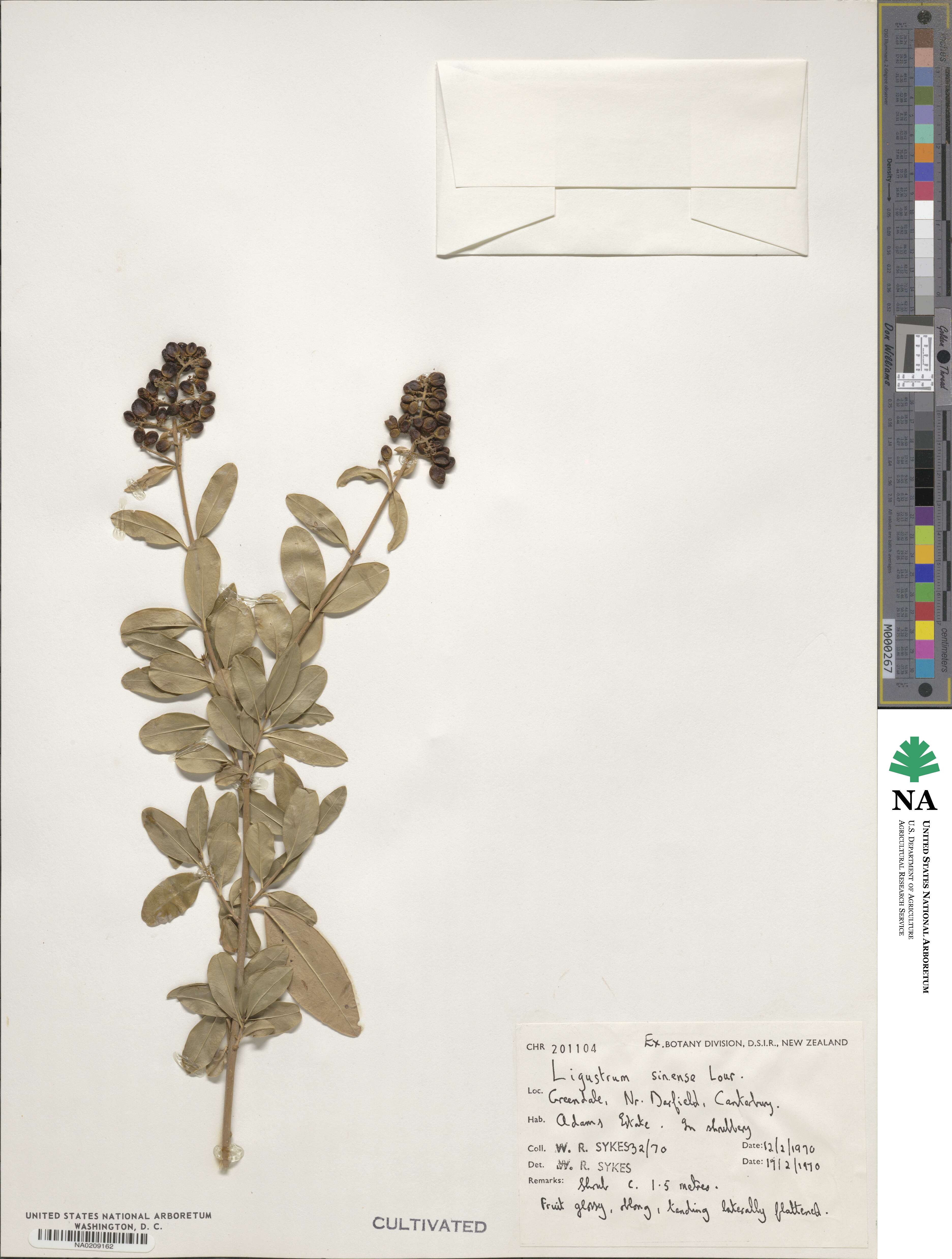 Ligustrum sempervirens image